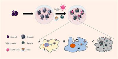 Research Progress, Challenges, and Breakthroughs of Organoids as Disease Models